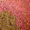organice dhol chai spice before its blended featuring dry rose petals and tulsi leaves